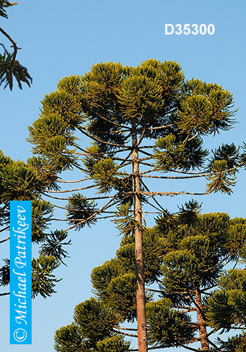 Candelabra Tree (Araucaria angustifolia)